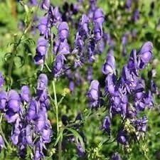 Flower Seeds, Seeds,Seeds For Planting,Plant Seeds