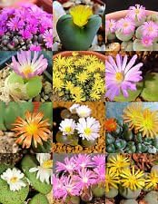 Flower Seeds, Seeds,Seeds For Planting,Plant Seeds