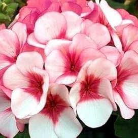 Flower Seeds, Seeds,Seeds For Planting,Plant Seeds