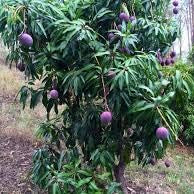 Fruit Seeds,Garden seeds, Seeds For Planting,Plant Seeds