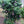 Fruit Seeds,Garden seeds, Seeds For Planting,Plant Seeds