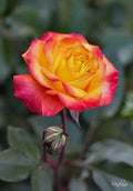 Orange Yellow Rose Flower Seeds for Planting – Heirloom, Non-GMO, High Germination Garden Seeds