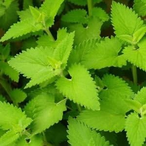 Herb Seeds,Garden seeds, Seeds For Planting,Plant Seeds