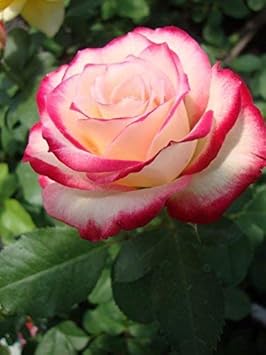 Flower Seeds, Seeds,Seeds For Planting,Plant Seeds