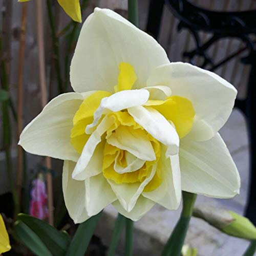 White Yellow Double Petals Narcissus Daffodil Seeds for Planting – Heirloom, Non-GMO, Shade Tolerant, High Germination