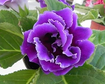 Flower Seeds, Seeds,Seeds For Planting,Plant Seeds