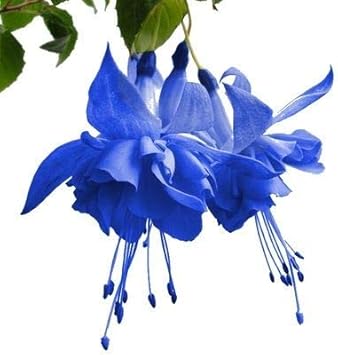 Flower Seeds, Seeds,Seeds For Planting,Plant Seeds