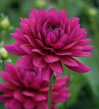 Flower Seeds, Seeds,Seeds For Planting,Plant Seeds