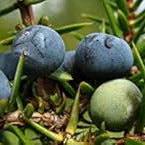 Fruit Seeds,Garden seeds, Seeds For Planting,Plant Seeds