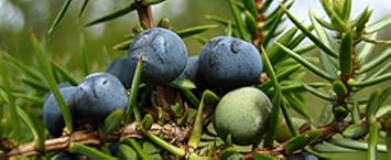 Fruit Seeds,Garden seeds, Seeds For Planting,Plant Seeds