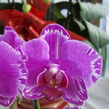 Purple Butterfly Orchids Seeds – Heirloom, Non-GMO, Sun Loving