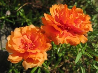 Heirloom Grandiflora Flower Seeds – Non-GMO, High Germination Organic Garden Seeds