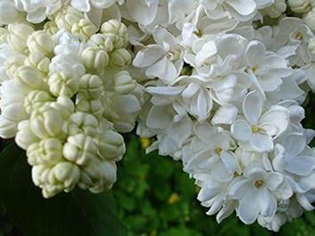 Flower Seeds, Seeds,Seeds For Planting,Plant Seeds