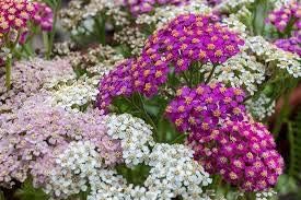 Flower Seeds, Seeds,Seeds For Planting,Plant Seeds