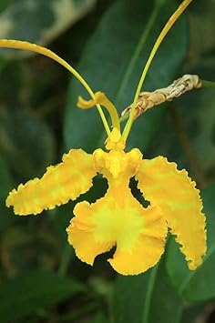 Flower Seeds, Seeds,Seeds For Planting,Plant Seeds