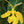 Flower Seeds, Seeds,Seeds For Planting,Plant Seeds