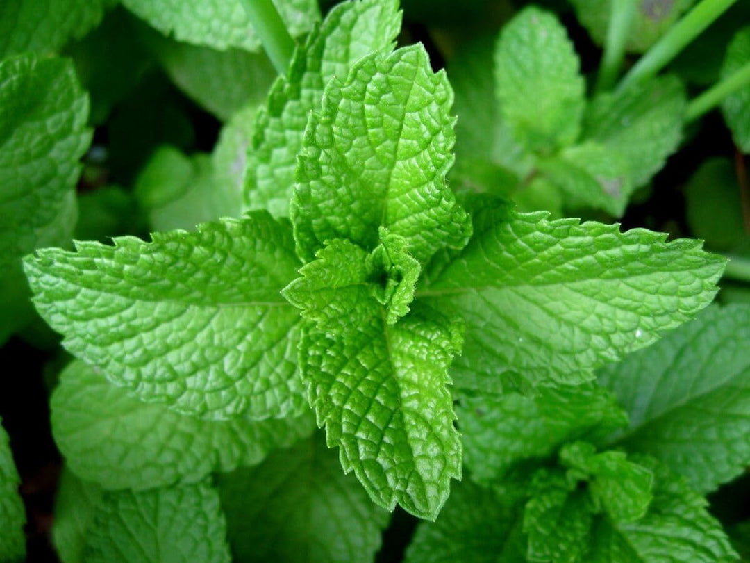Vegetable Seeds,Garden seeds, Seeds For Planting,Plant Seeds