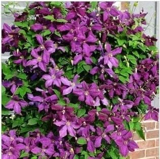 Lavender Clematis Flower Seeds for Planting – Easy-to-Grow Heirloom, Non-GMO, High Germination Garden Seeds