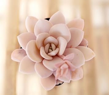 Flower Seeds, Seeds,Seeds For Planting,Plant Seeds