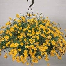Flower Seeds, Seeds,Seeds For Planting,Plant Seeds