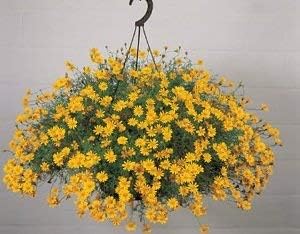 Flower Seeds, Seeds,Seeds For Planting,Plant Seeds