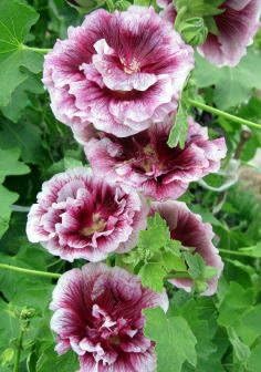 Flower Seeds, Seeds,Seeds For Planting,Plant Seeds
