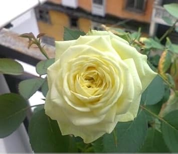 Flower Seeds, Seeds,Seeds For Planting,Plant Seeds