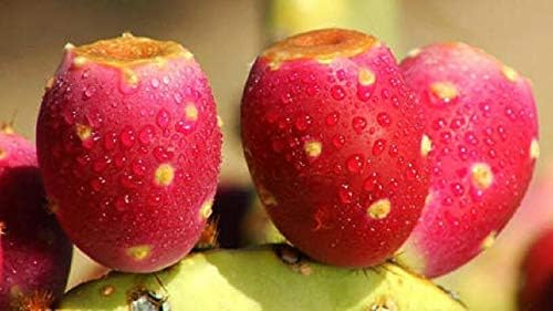 Nopalina Nopalea Cactus Fruit Seeds for Planting – Heirloom, Non-GMO, Nutritious Hardy Garden Seeds