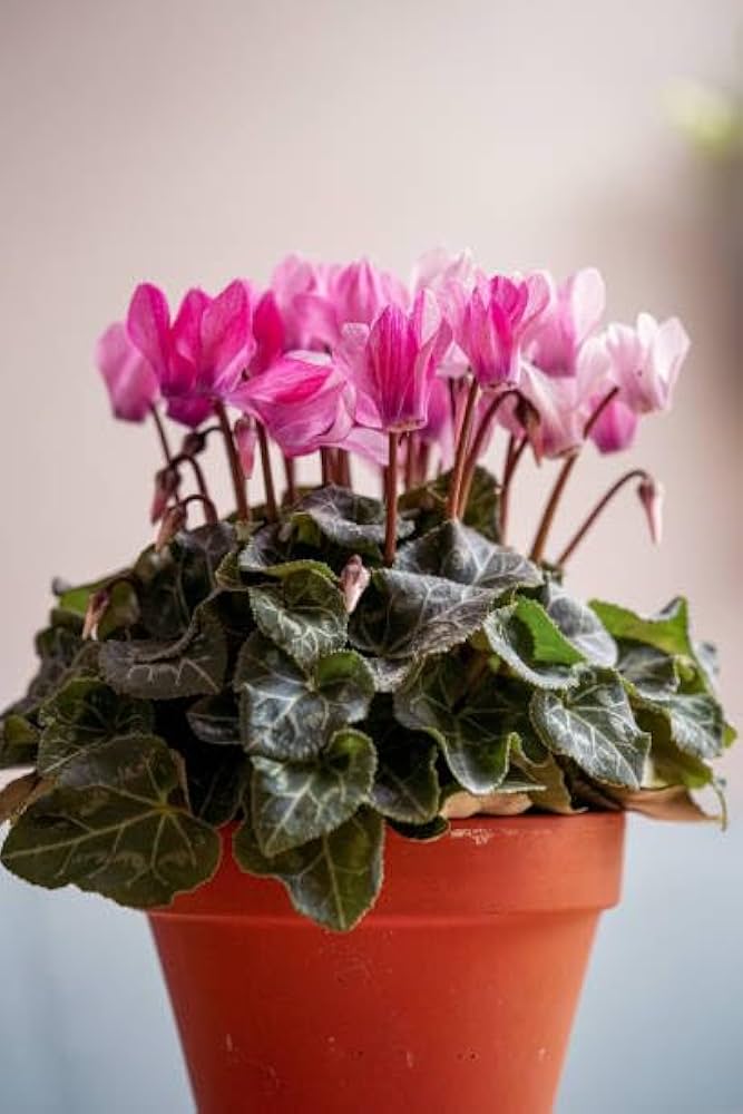 Dark Pink Cyclamen Flower Seeds for Planting – Heirloom Non-GMO, High Germination Organic Garden Seeds