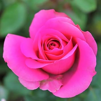 Flower Seeds, Seeds,Seeds For Planting,Plant Seeds