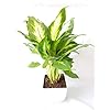 Aglaonema Green Mix for Planting – Heirloom, Non-GMO, Shade Tolerant, High Germination Organic Garden Seeds