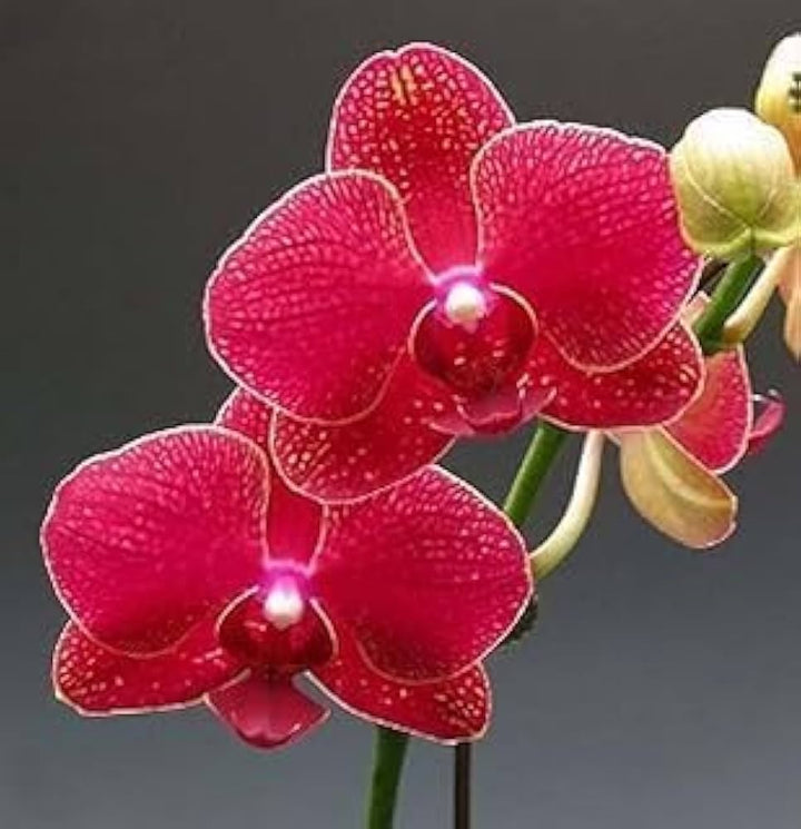 Deep Red Phalaenopsis Orchid Flower Seeds for Planting – Heirloom, Non-GMO, Premium Quality, High Germination