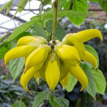 Flower Seeds, Seeds,Seeds For Planting,Plant Seeds