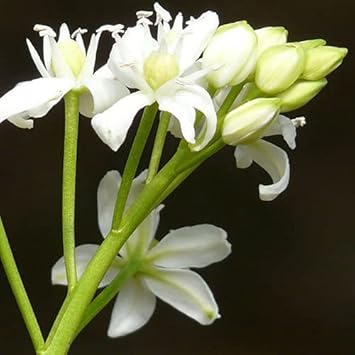 Flower Seeds, Seeds,Seeds For Planting,Plant Seeds