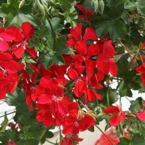 Flower Seeds, Seeds,Seeds For Planting,Plant Seeds