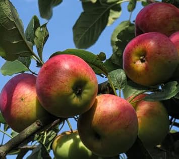 Fruit Seeds,Garden seeds, Seeds For Planting,Plant Seeds