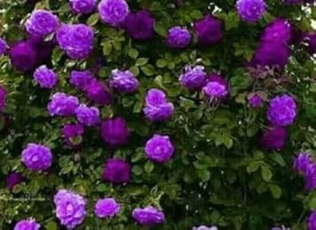 Flower Seeds, Seeds,Seeds For Planting,Plant Seeds