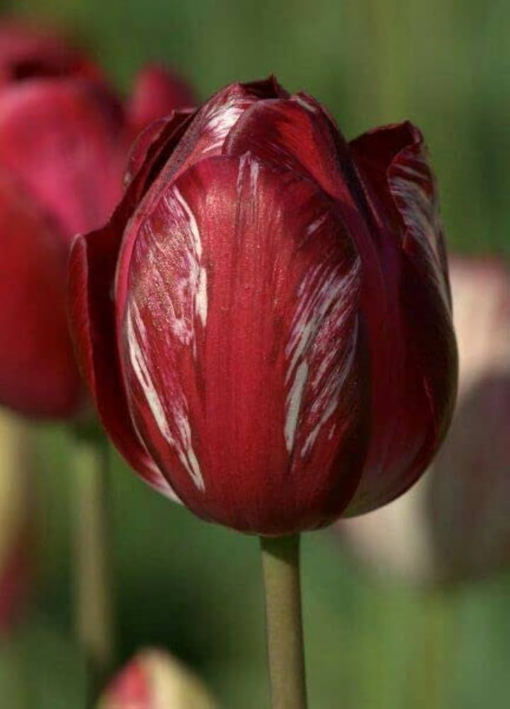 Maroon Tulip Flower Seeds for Planting – Heirloom, Non-GMO, High Germination Organic Garden Seeds
