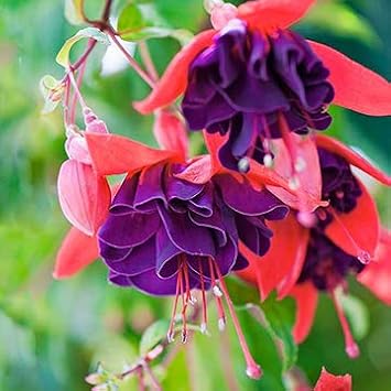 Lavender Fuchsia Flower Seeds for Planting - Heirloom, Non-GMO, High Germination Organic Garden Seeds