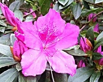 Flower Seeds, Seeds,Seeds For Planting,Plant Seeds