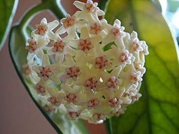 Flower Seeds, Seeds,Seeds For Planting,Plant Seeds