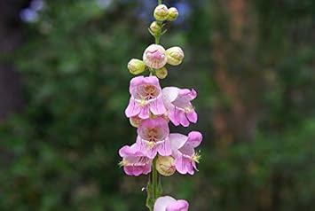 Flower Seeds, Seeds,Seeds For Planting,Plant Seeds