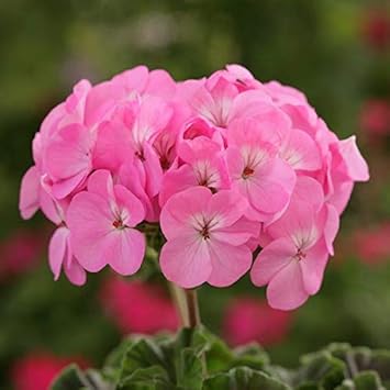 Flower Seeds, Seeds,Seeds For Planting,Plant Seeds