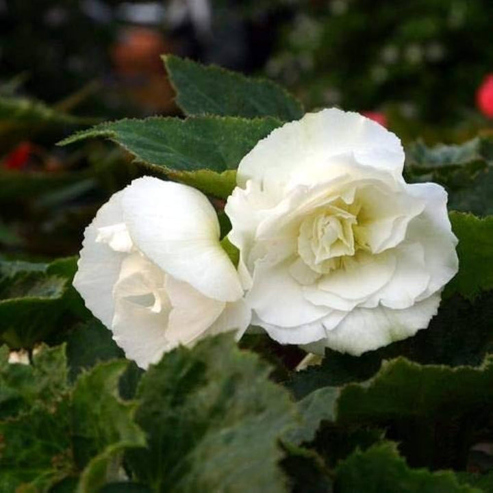 Begonia Double White Flower Seeds for Planting – Heirloom, Non-GMO, High Germination Organic Garden Seeds for Home Garden