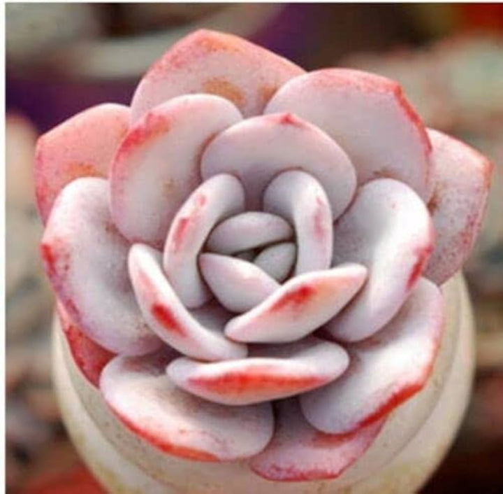 White Echeveria Cante Seeds for Planting – Garden Favorite, Heirloom, Non-GMO Organic Garden Seeds