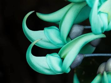 Flower Seeds, Seeds,Seeds For Planting,Plant Seeds