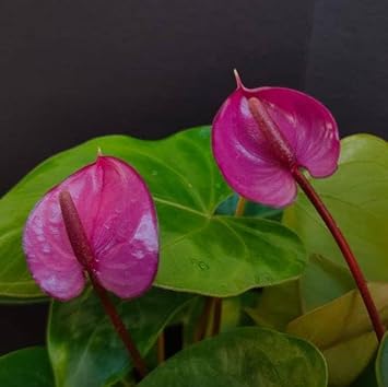 Flower Seeds, Seeds,Seeds For Planting,Plant Seeds