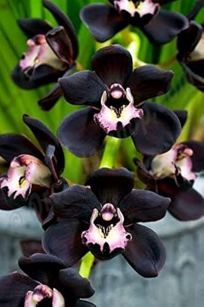 Black Dendrobium Flower Seeds for Planting – Heirloom Non-GMO, High Germination Organic Garden Seeds