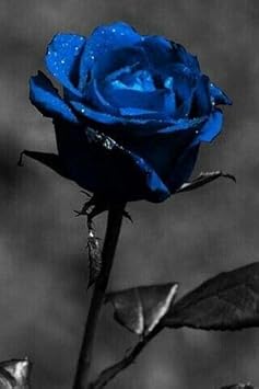 Flower Seeds, Seeds,Seeds For Planting,Plant Seeds