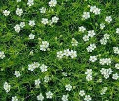 Flower Seeds, Seeds,Seeds For Planting,Plant Seeds